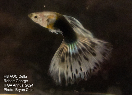 guppy hb aoc bicolor